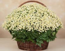 Цветочная композиция из Ромашки в корзине #REPLACE_PRED# Орле
