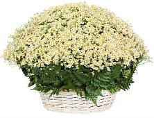 Цветочная композиция из Ромашки в корзине #REPLACE_PRED# Орле